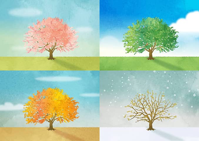 春夏秋冬 -桜の木-（ポストカード）